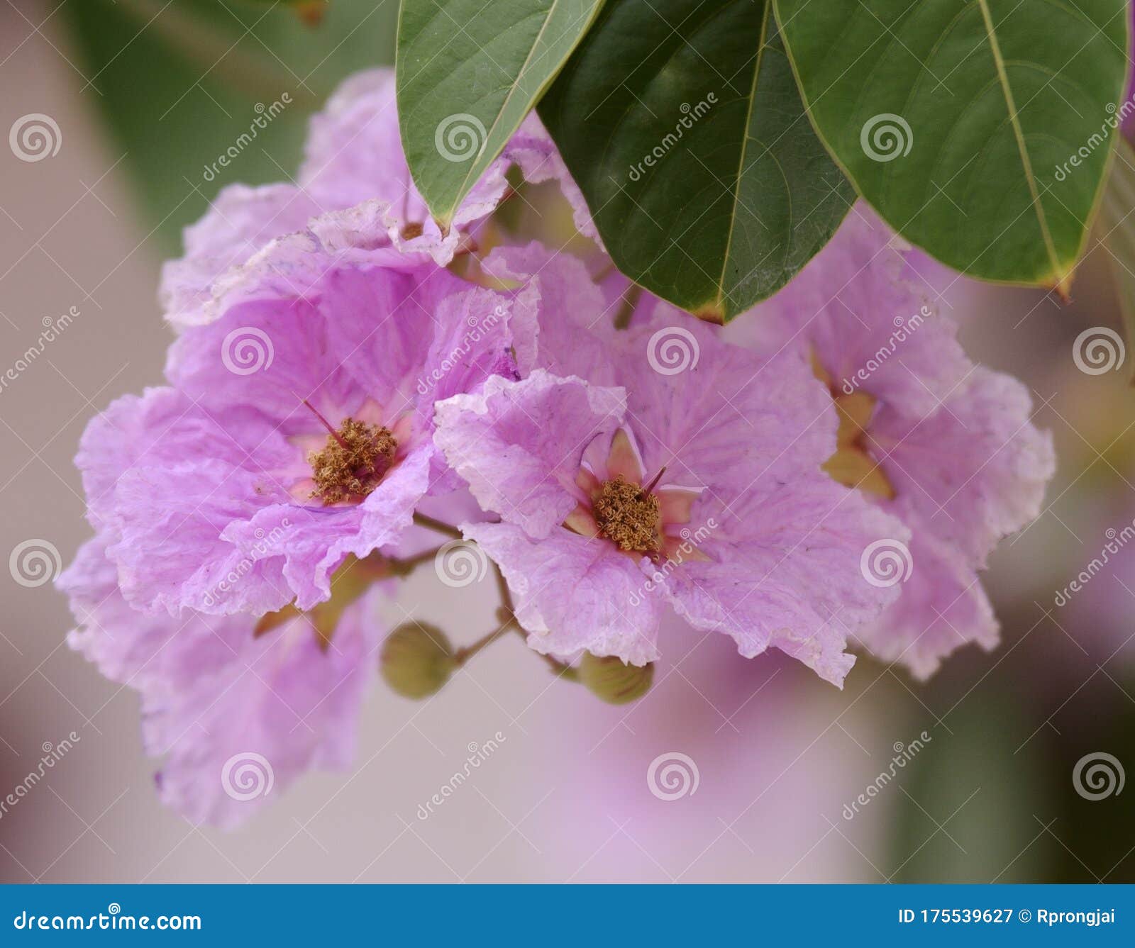 Queens Crape Myrtle Flowers or Queen`s Flower, Lagerstroemia Stock ...