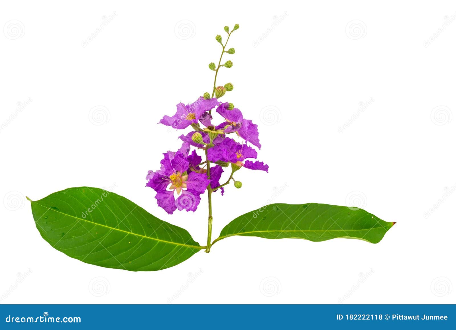 queens crape myrtle flowers or queen`s flower, lagerstroemia inermis pers,pride of india, jarul  on white background.save