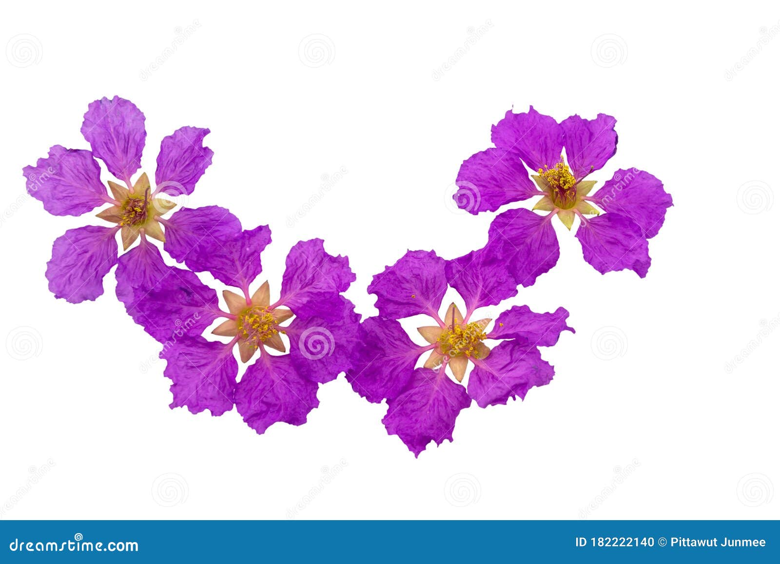 queens crape myrtle flowers or queen`s flower, lagerstroemia inermis pers,pride of india, jarul  on white background.save