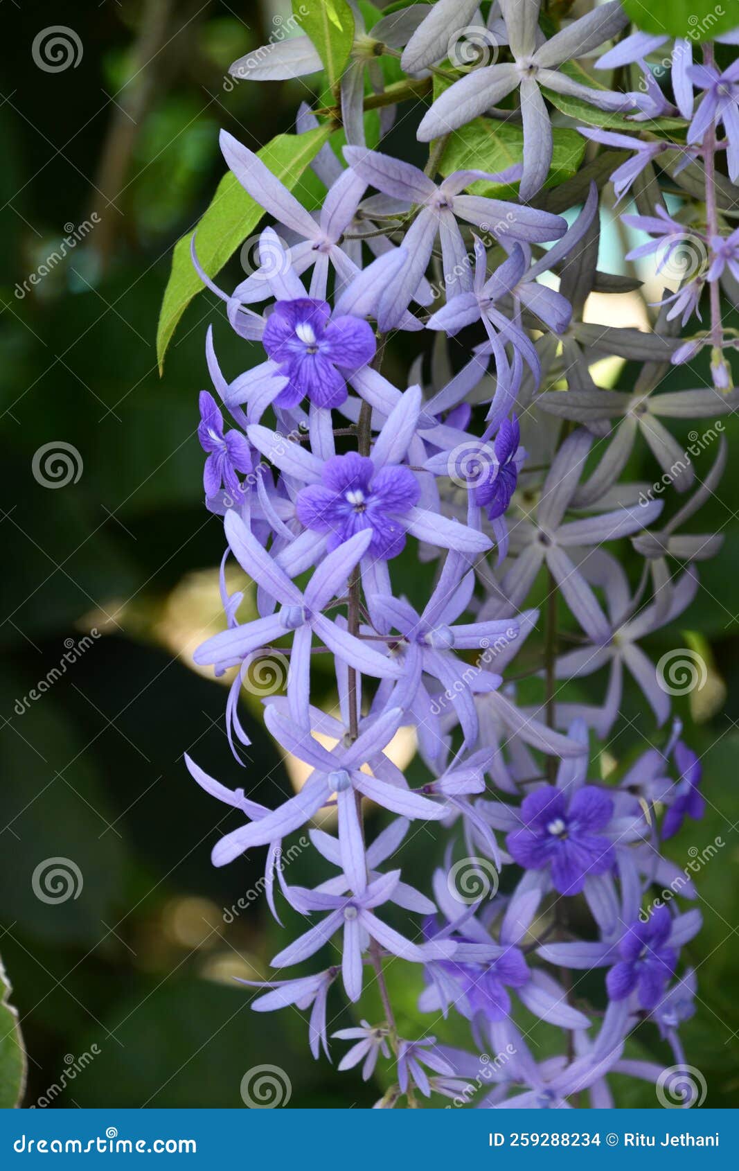 Queens Wreath Flowers stock photo. Image of detail, bouquet 259288234
