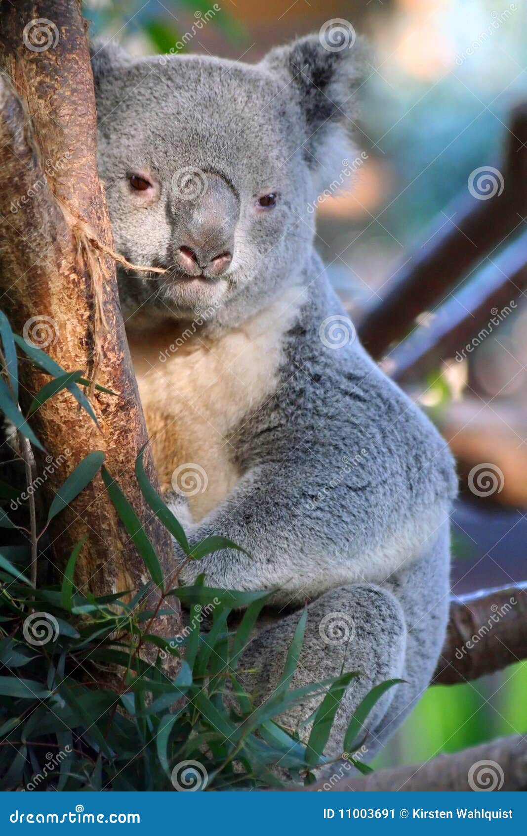 Queensland Koala (Phascolarctos Cinereus Adustus) Stock Image Image