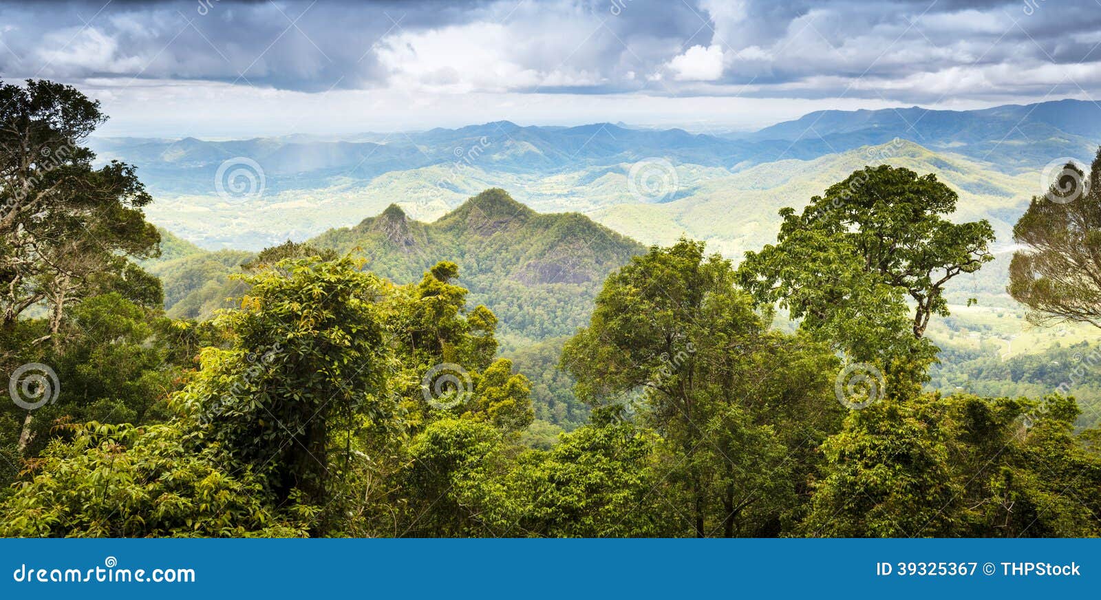 Queensland Rainforest Stock Photo - Image: 39325367