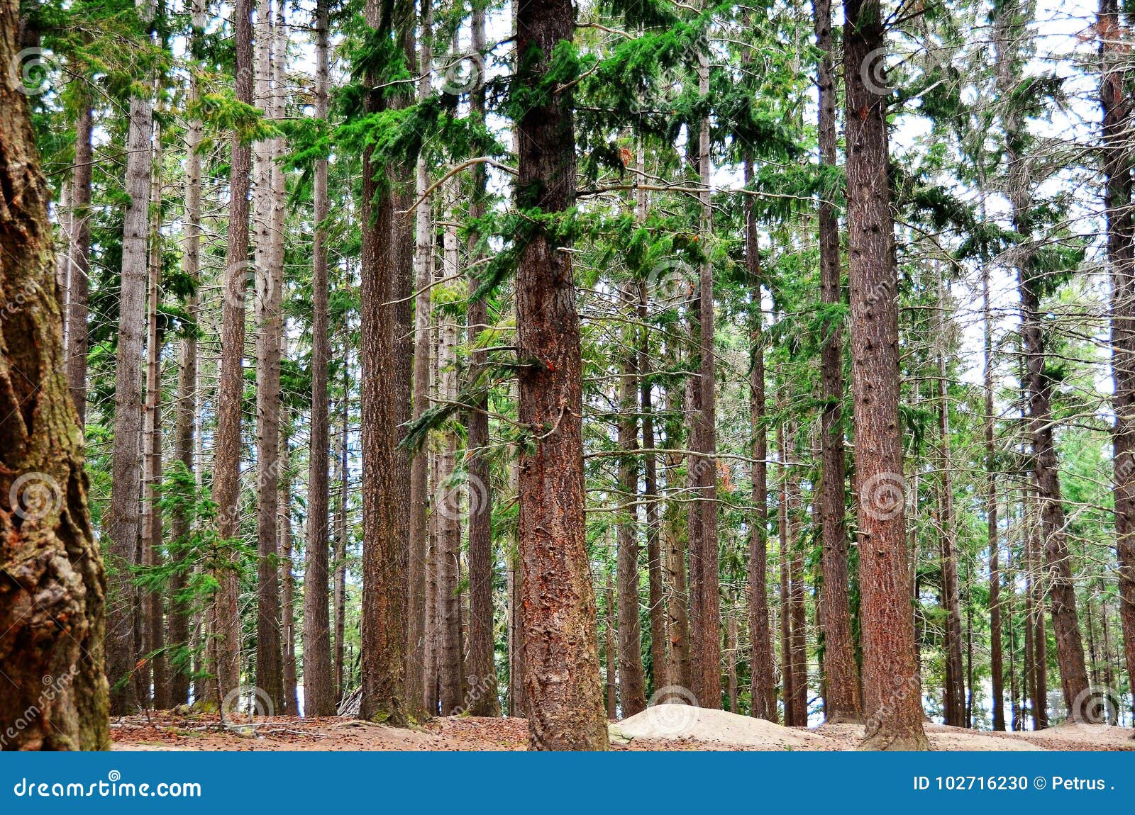 queenstown douglas fir pine forest