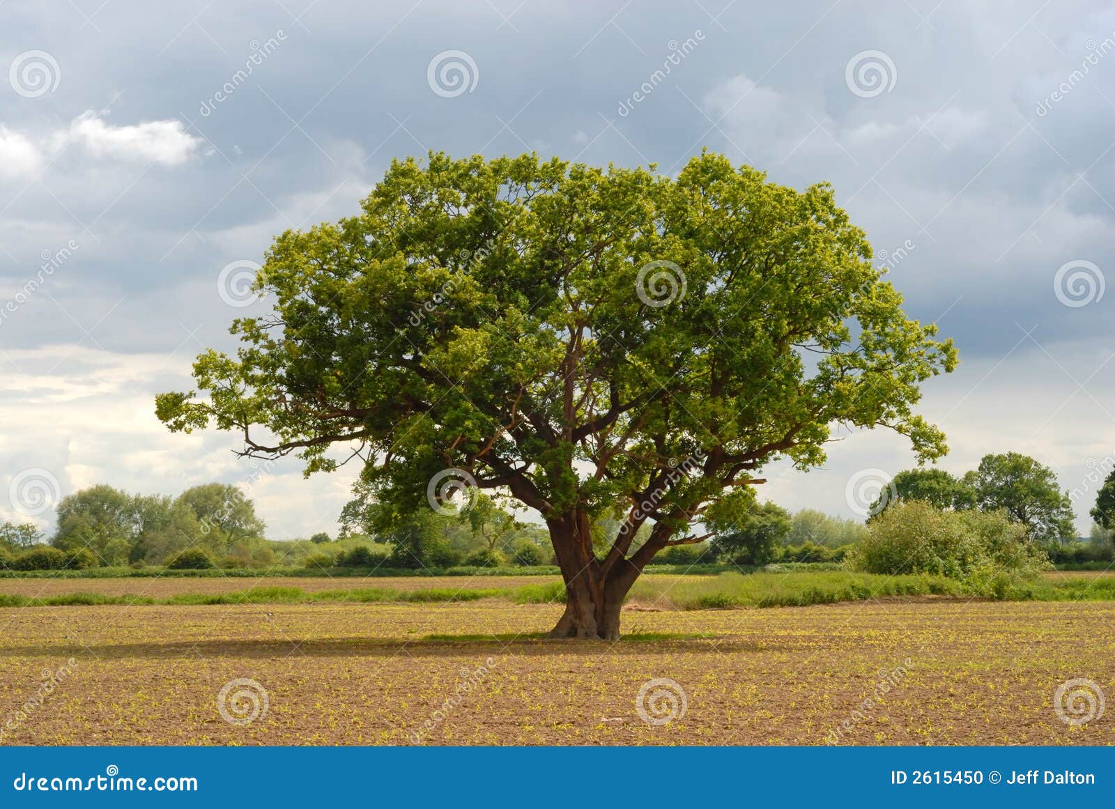 Quercia sola. Albero di quercia solo nel mezzo di un campo che frshly è stato coltivare appena con i nuovi raccolti una combinazione di vecchio e di nuovo.