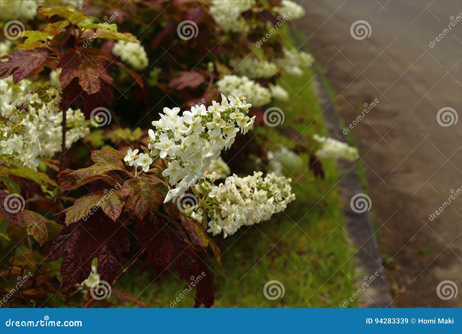 Quercifolia da hortênsia imagem de stock. Imagem de planta - 94283339, image size:1600x1157