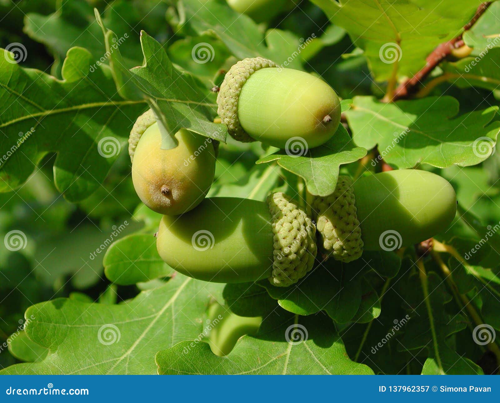 acorns of quercus robur tree