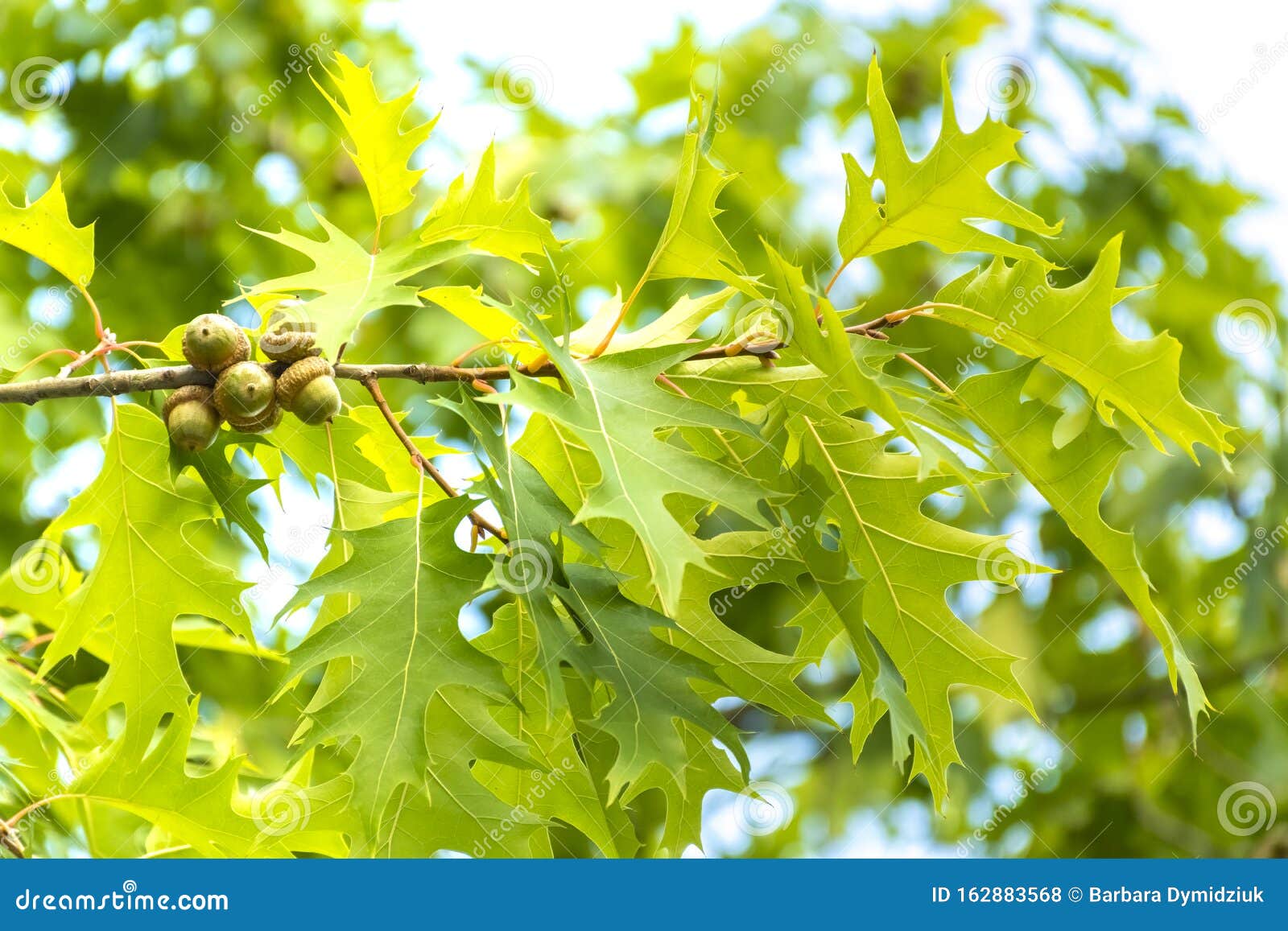 quercus rubra l., red oak in summer on the sky background; leafy background