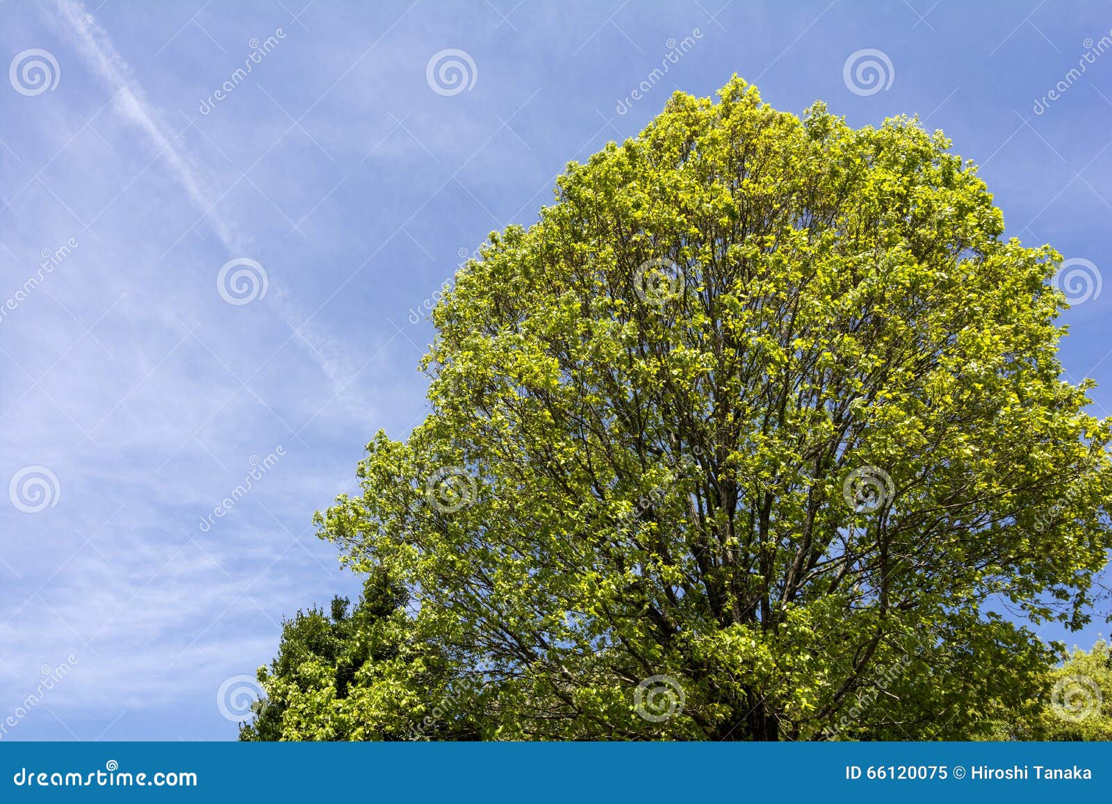 quercus serrata tree