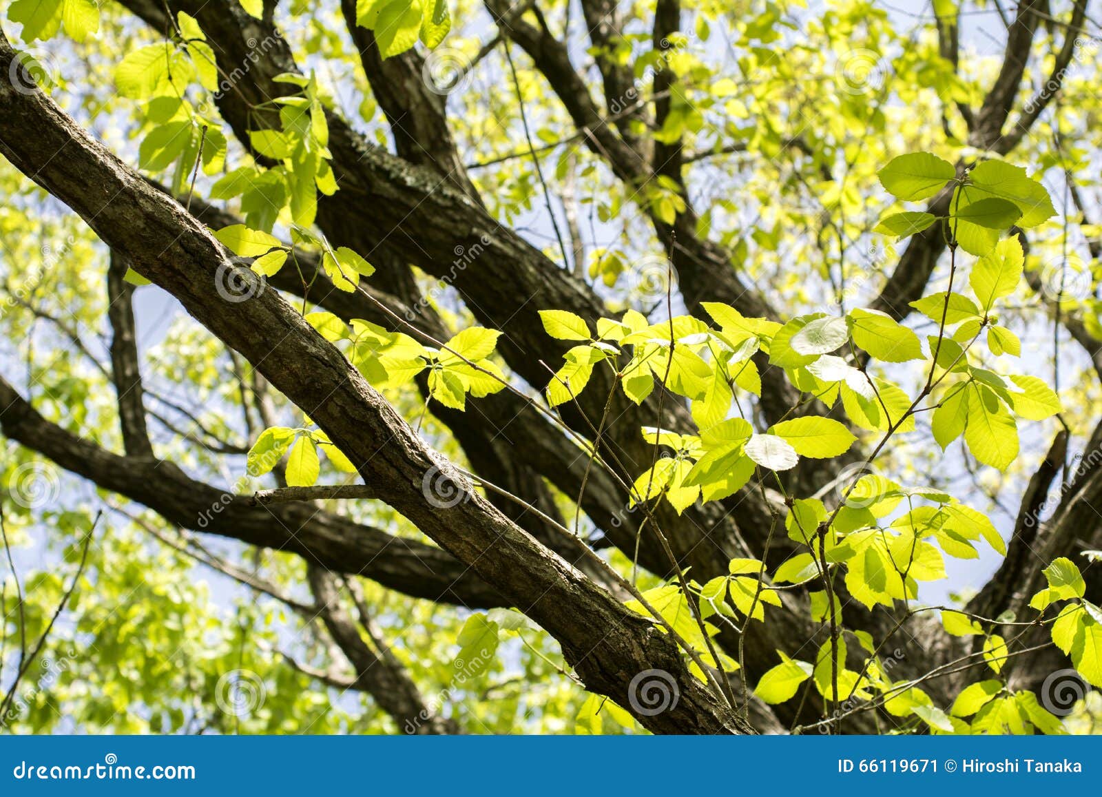 quercus serrata tree