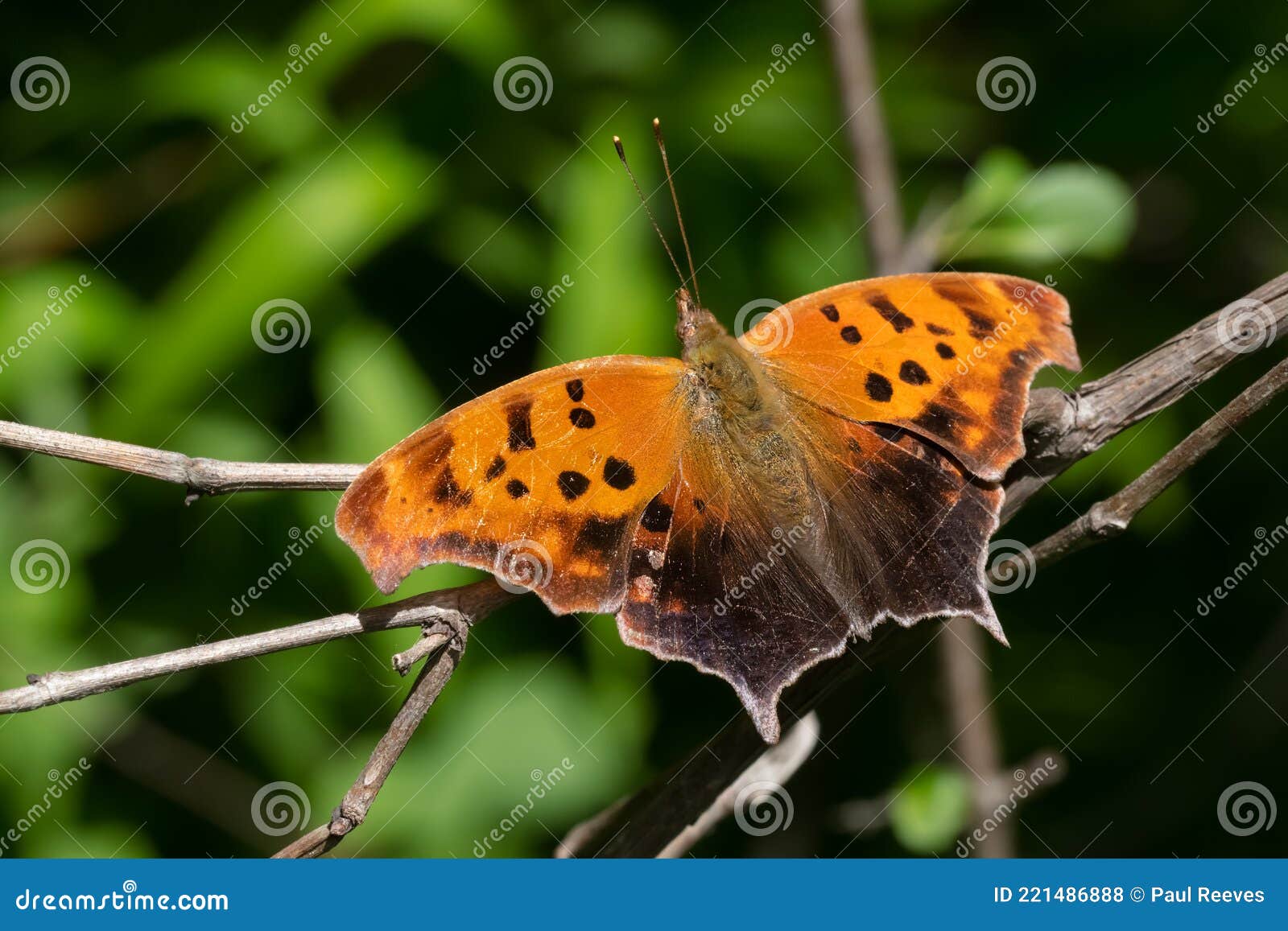 question mark - polygonia interrogationis