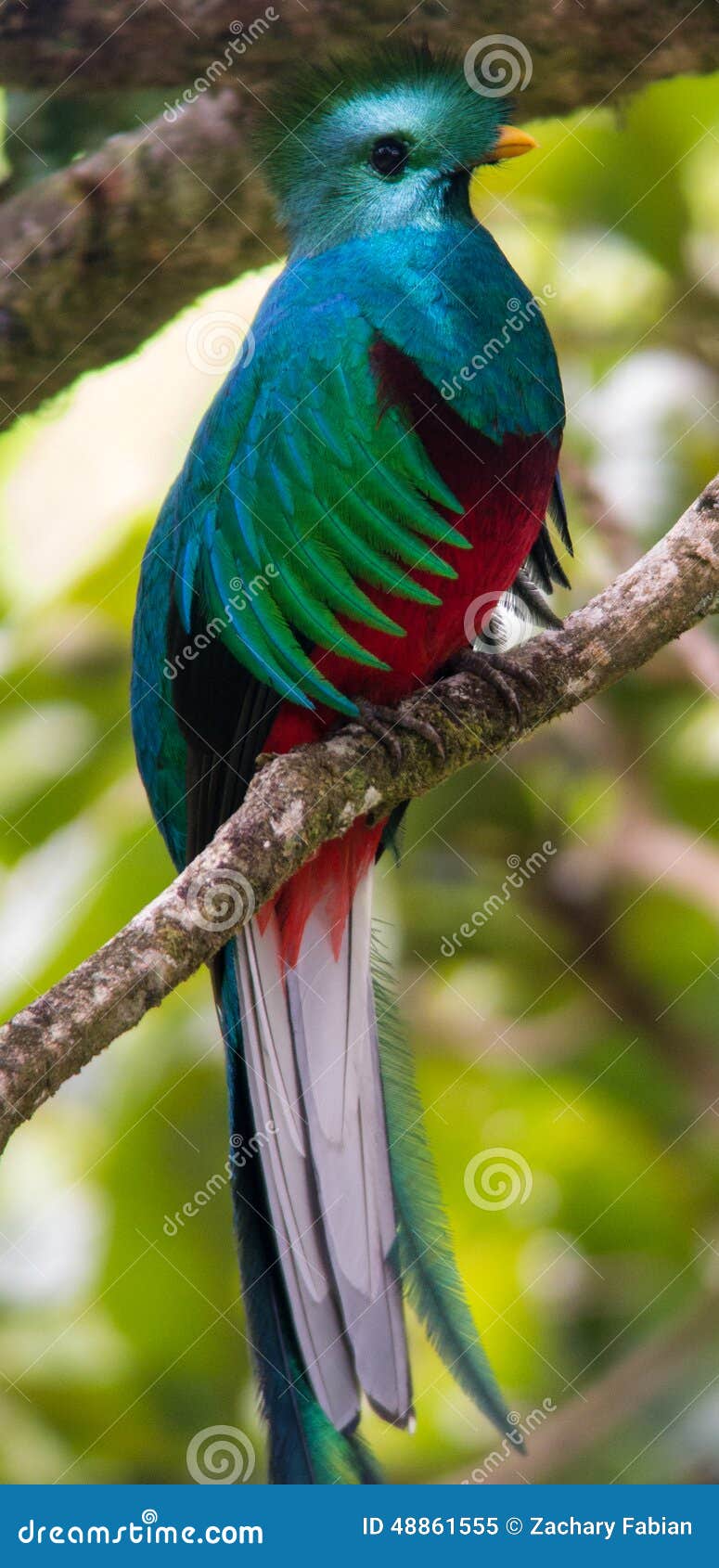 a quetzal bird in a tree