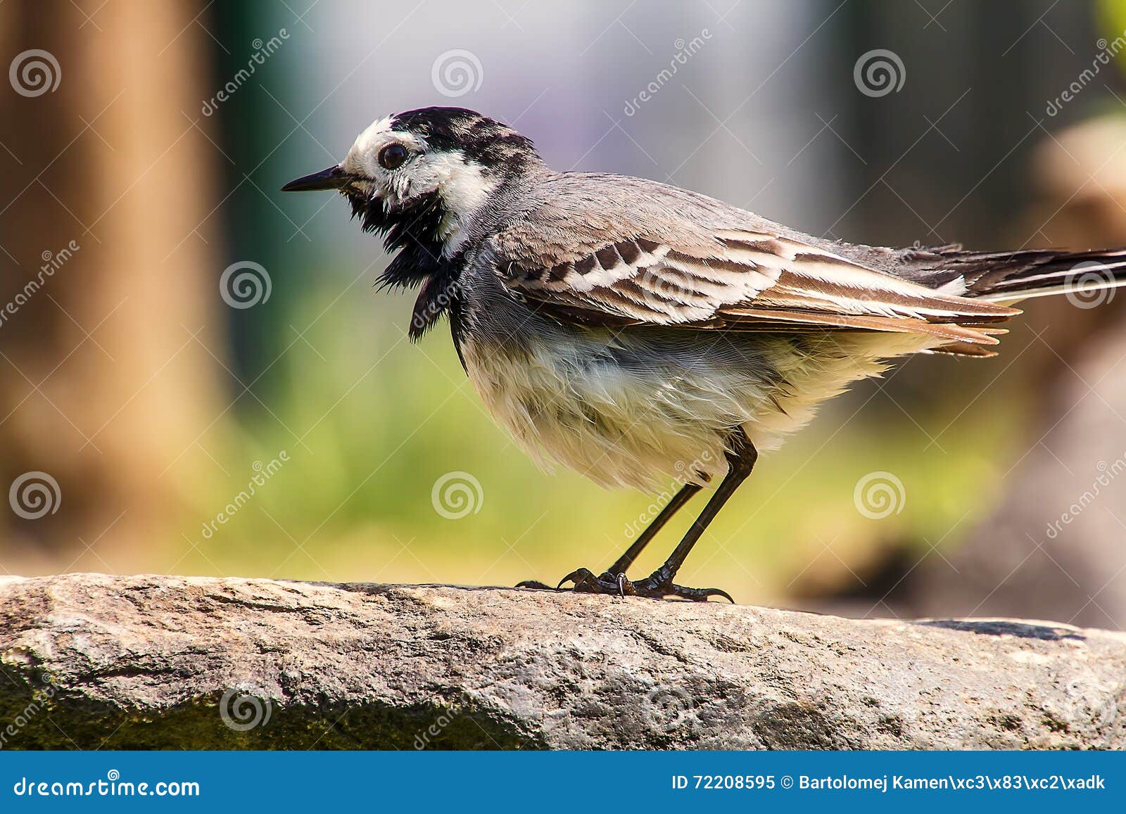 Queue Blanche Desprit Doiseau Longue Se Reposant Sur La