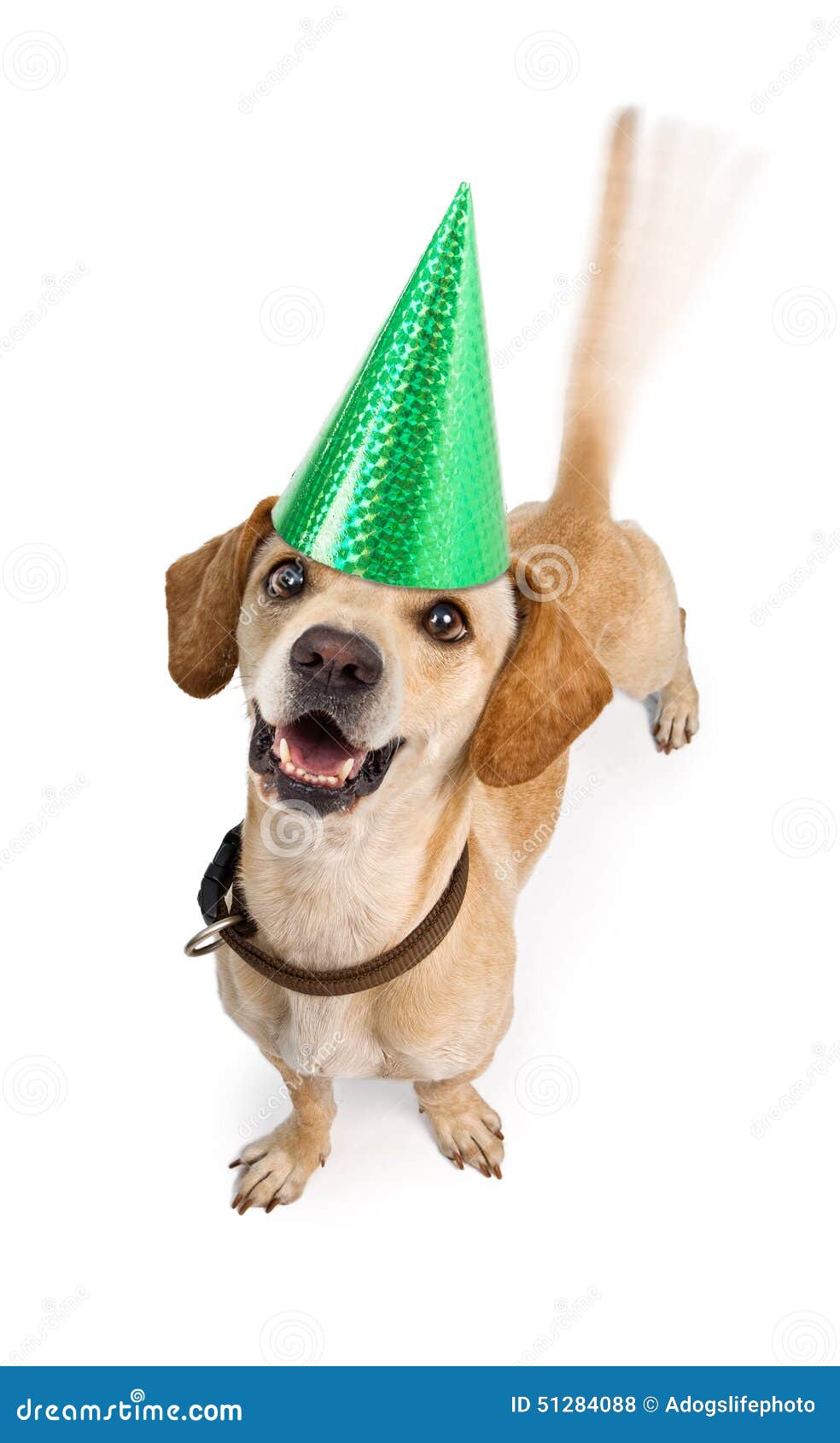 Queue De Remuement De Chien De Joyeux Anniversaire Photo Stock Image Du Indoors Mammifere