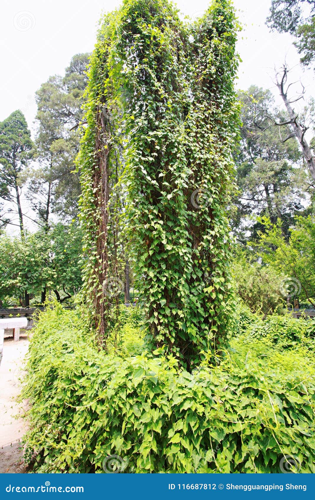 qufu "three holes"
