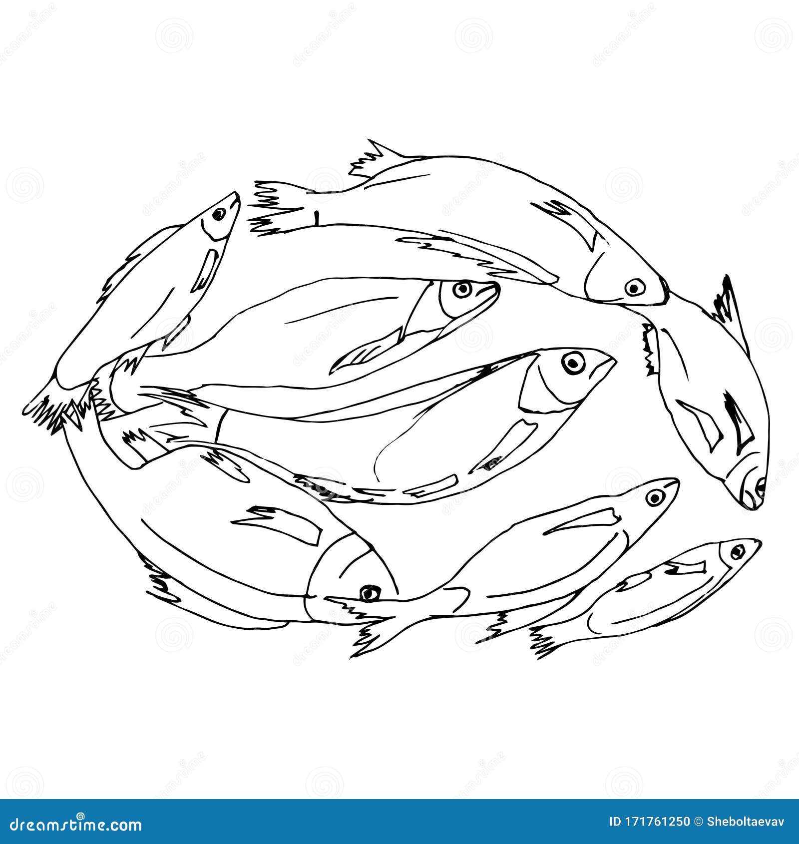 A Quick Sketch of a River Fish Lying in a Circle. Fisherman`s