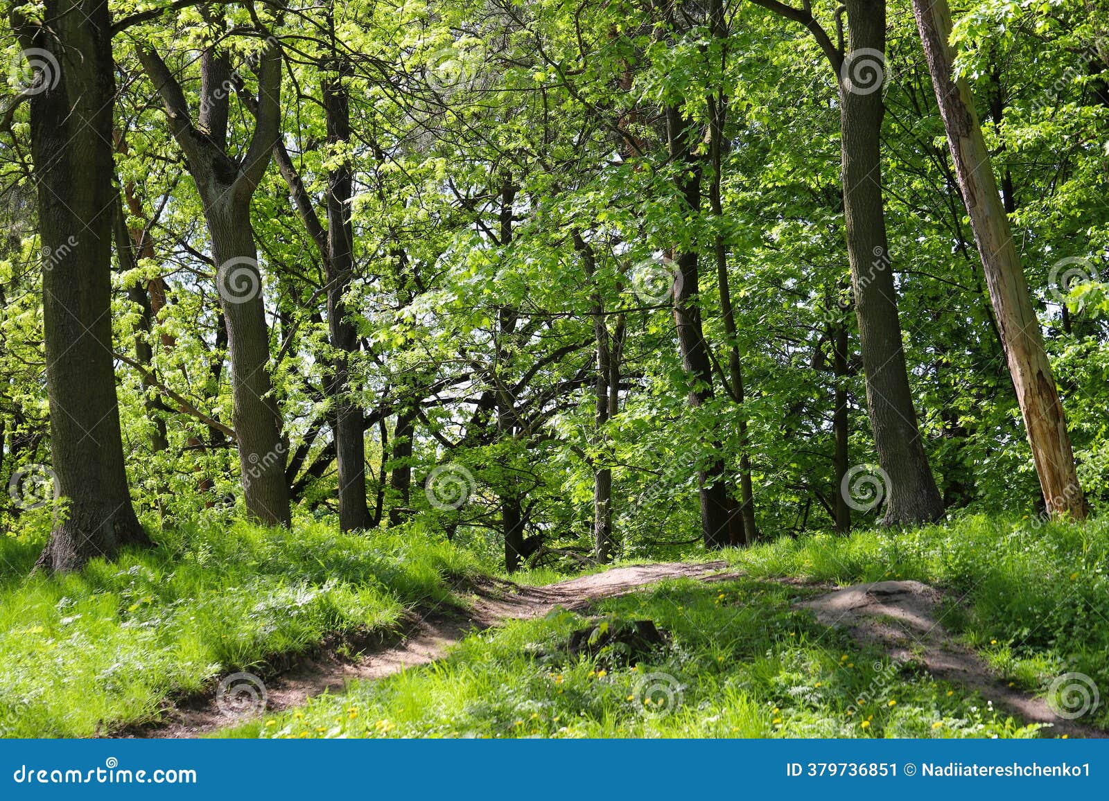 Quiet Nature Path among Tall Trees Stock Image - Image of morning, maple:  379736851, image size:1600x1156