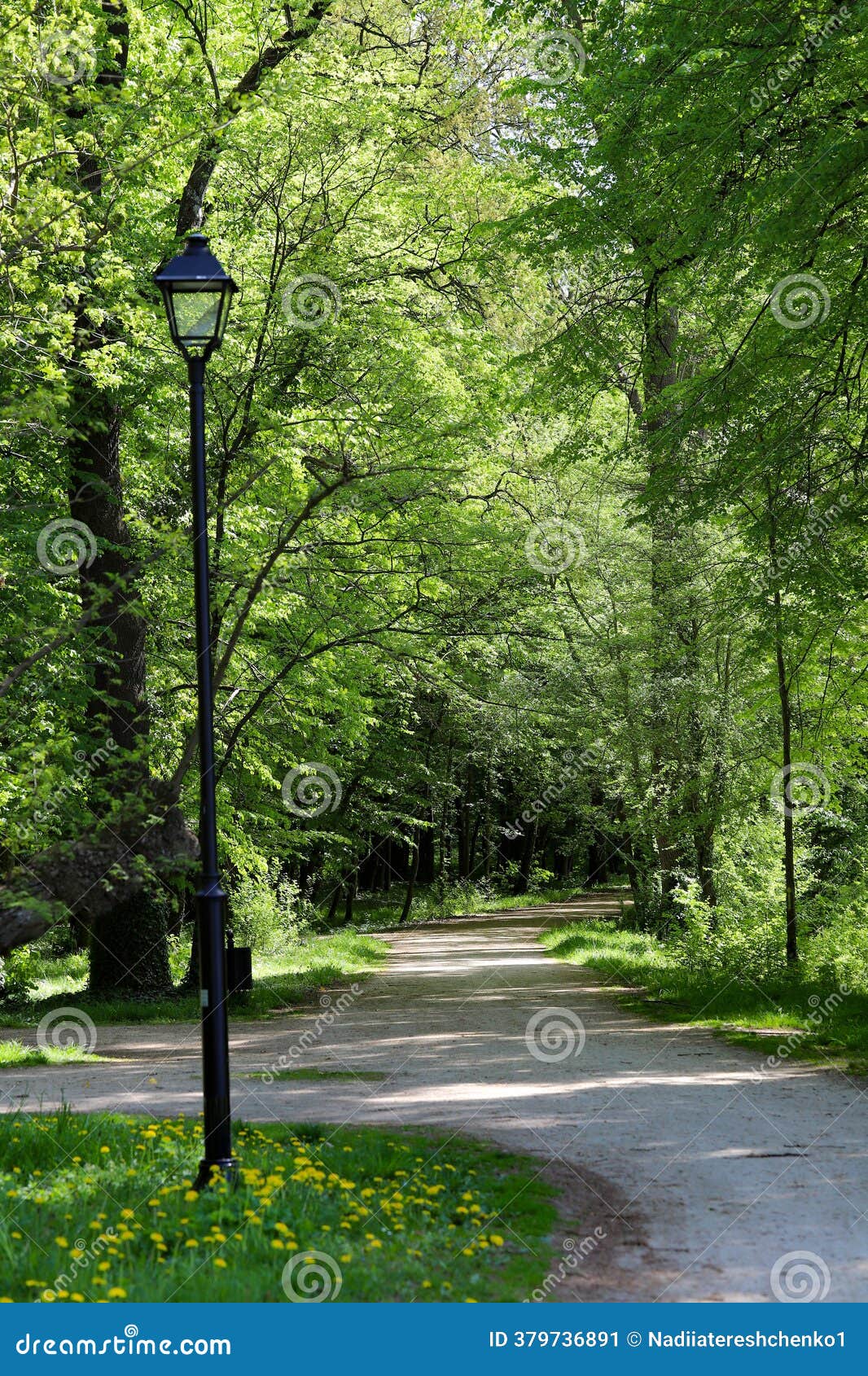 Sunlit Forest Scene with Tall Pine Trees · Free Stock Photo, image size:1066x1690