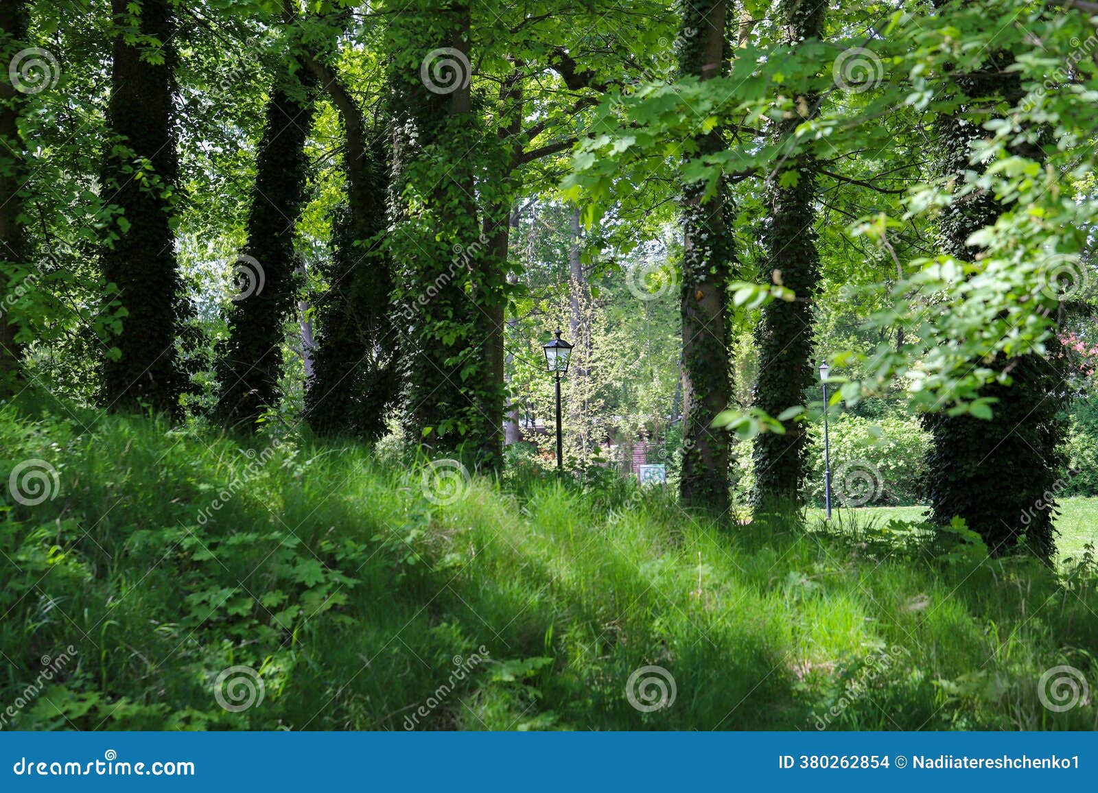 Quiet Nature Path among Tall Trees Stock Photo - Image of landscape, green:  380262854, image size:1600x1156