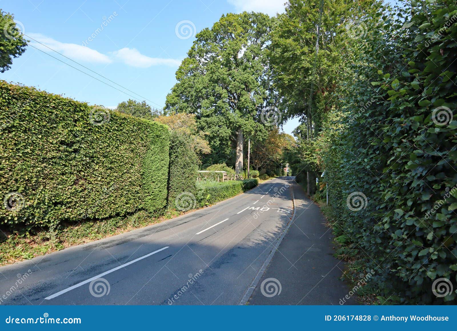 A Quiet Tree Lined Road in a Country Village in Devon, UK Stock Photo