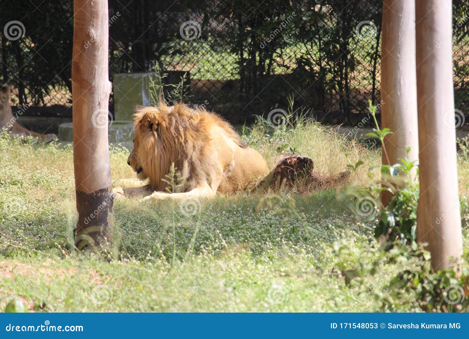 A Quietly Sat Lion and a Distant Lioness. this Powerful Creature and King  of Forest is a Deadly Hunter a Scary Animal Stock Image - Image of  wallpaper, wait: 171548053