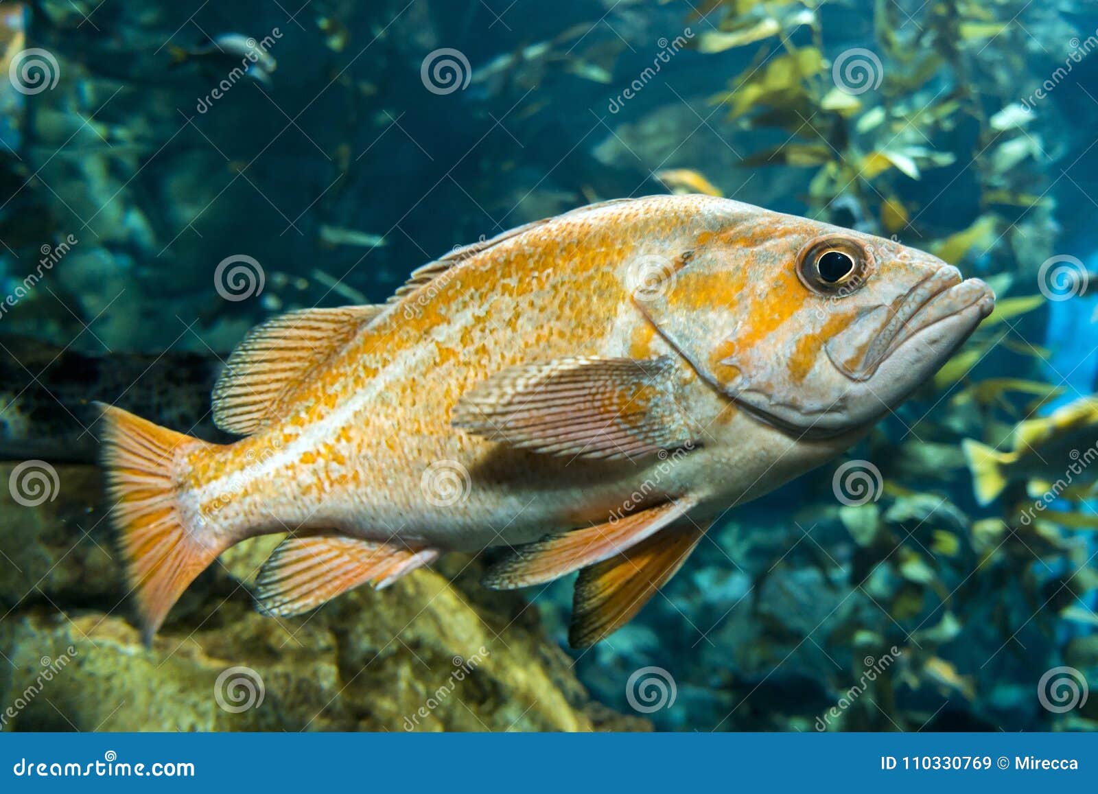 Quillback Rockfish Sebastes Maliger, Freshwater Fish Stock Image ...