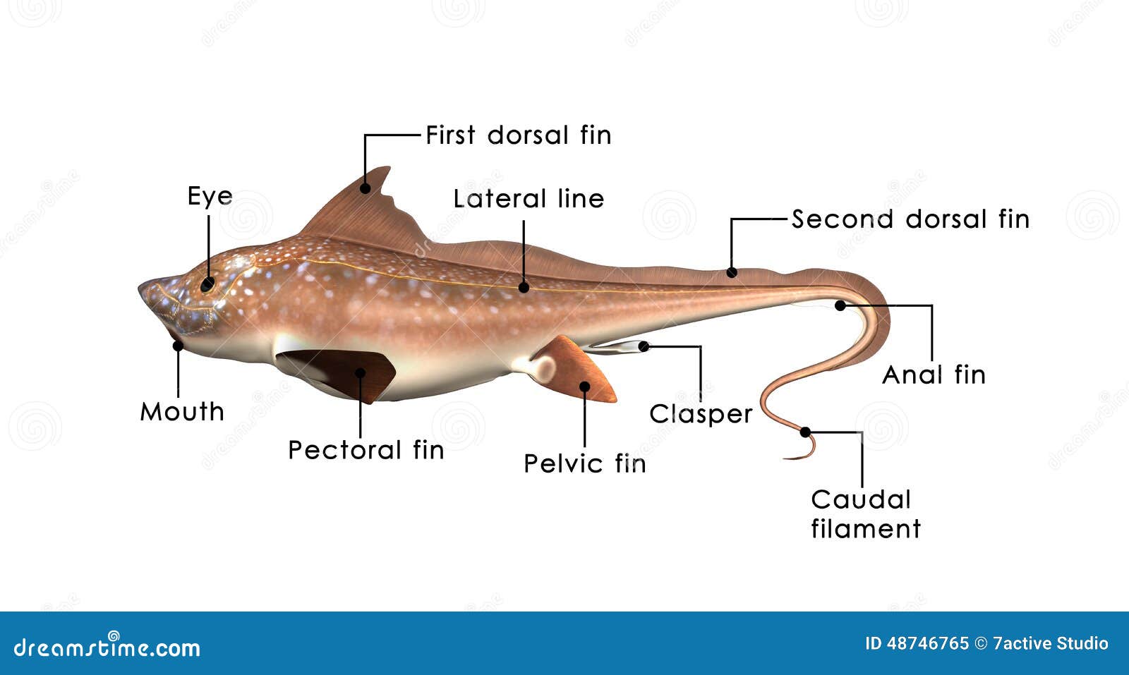 Quimeras stock de ilustración. Ilustración de pocos, arte - 48746765, image size:1600x957