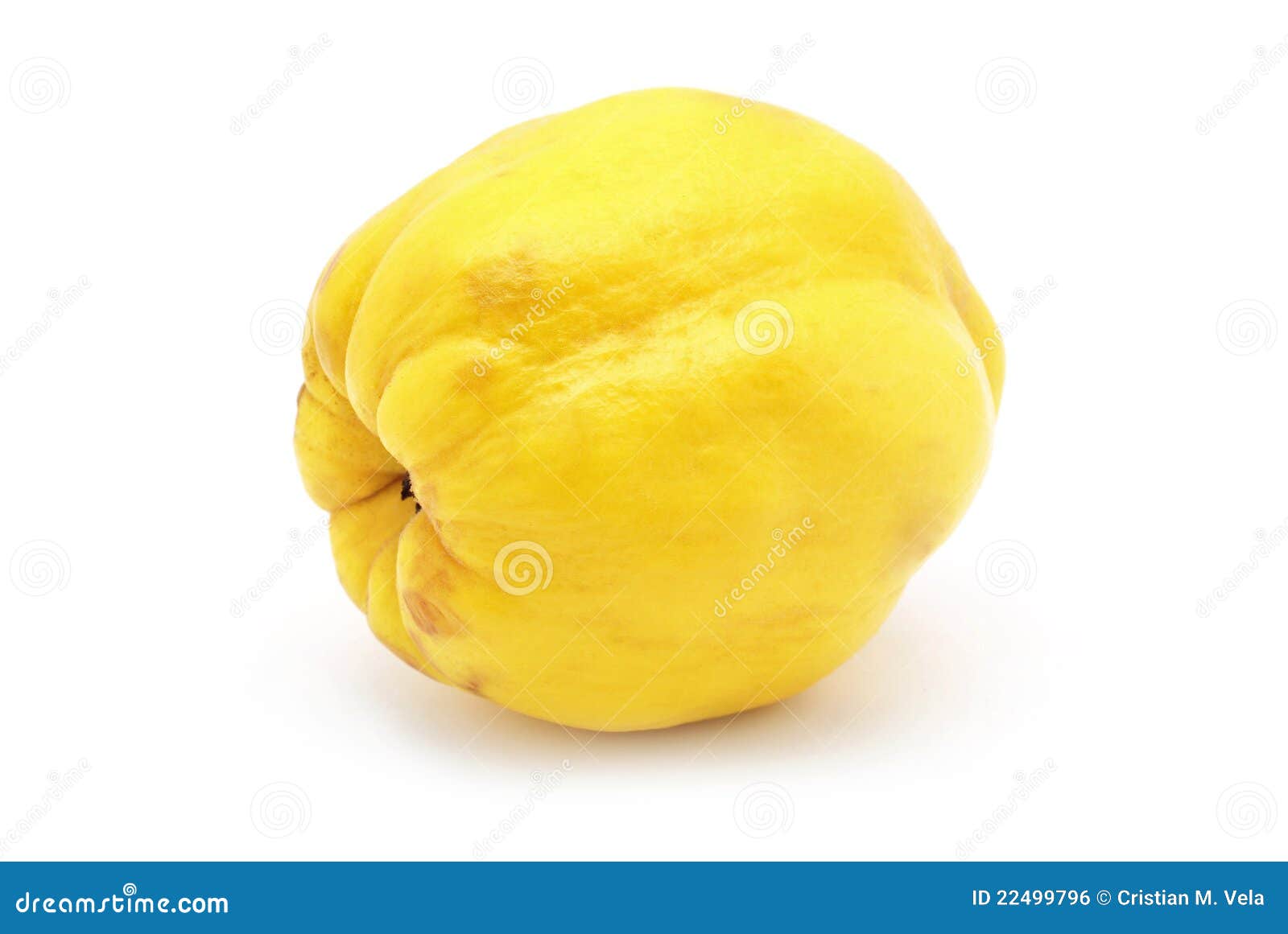 Quince stock photo. Image of quince, ripe, fresh, golden 22499796