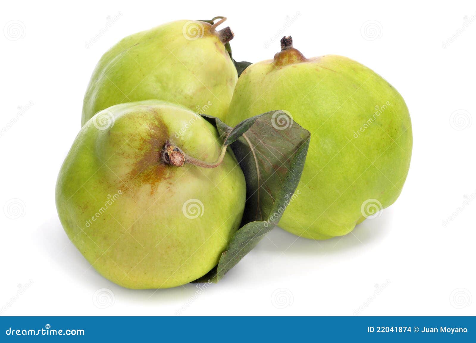 Quince fruits stock photo. Image of eating, edible, leaf 22041874