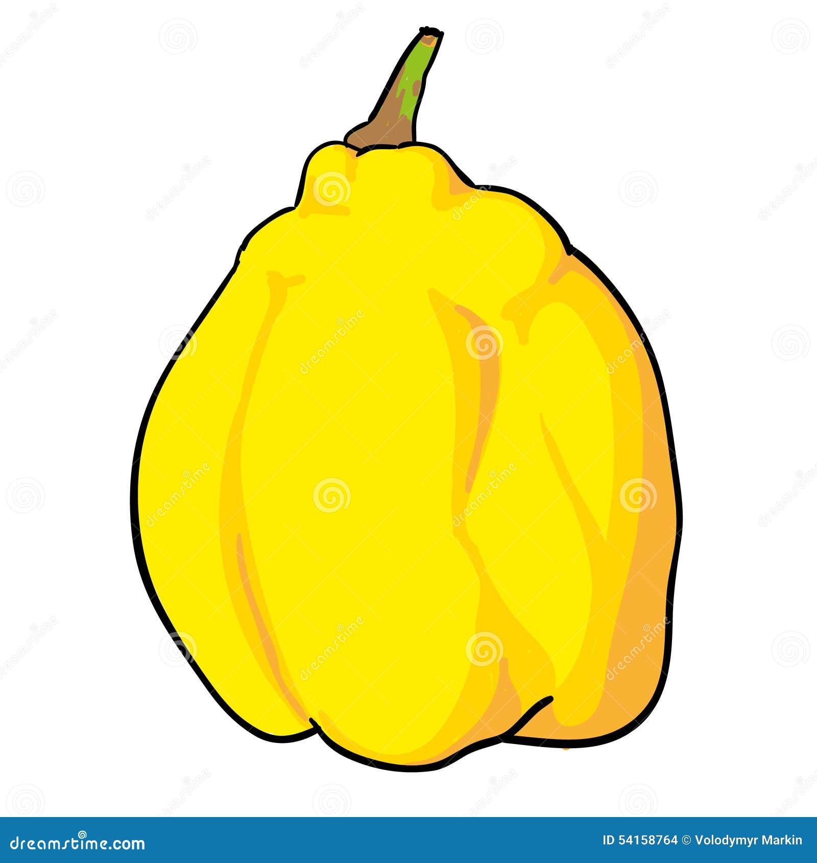 Quince Hand Drawn Fruits Isolated Stock Illustration Illustration of