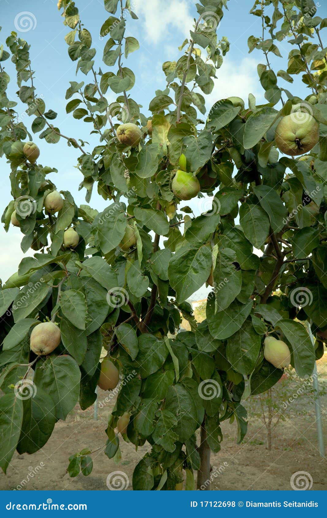 Quince tree stock photo. Image of closeup, clear, bright 17122698
