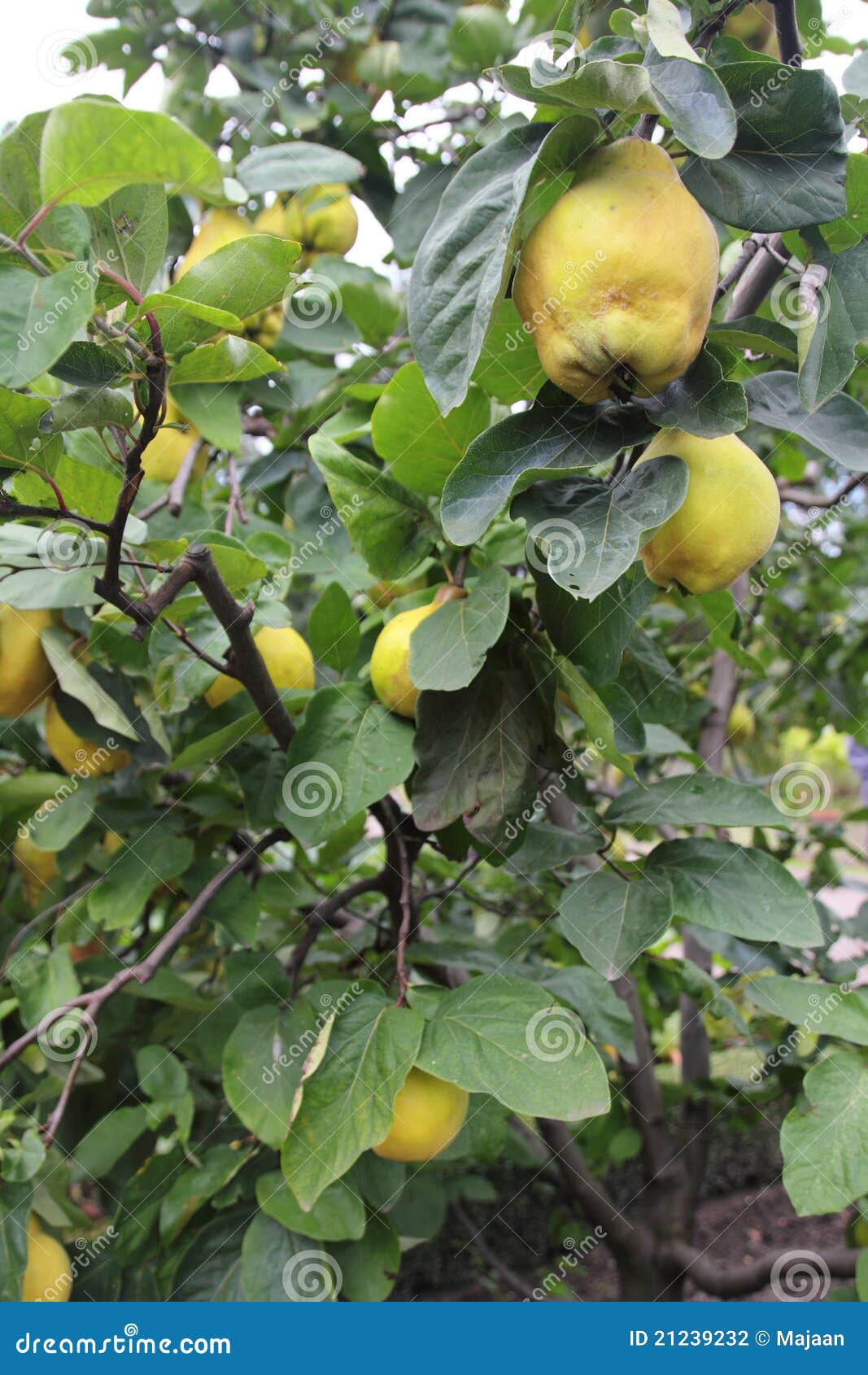 Quince tree stock photo. Image of apple, diet, color 21239232