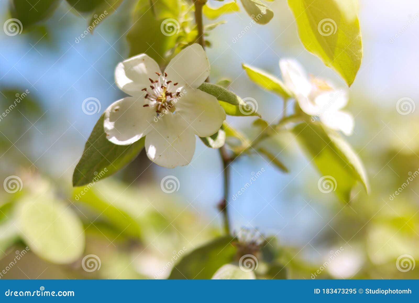 Quince Tree Blooming with White Flowers in the Spring, Blooming Branch of Quince Cydonia Oblonga
