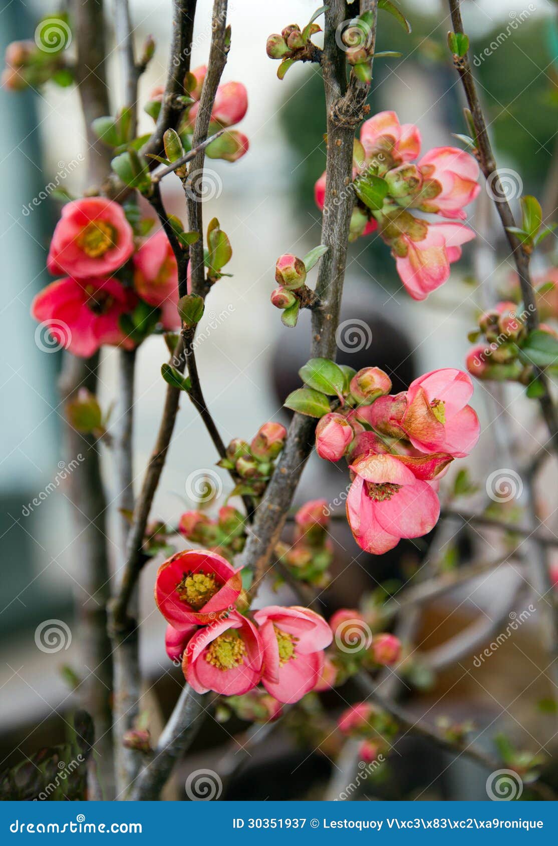 Quince tree of Japan stock image. Image of quince, japan 30351937