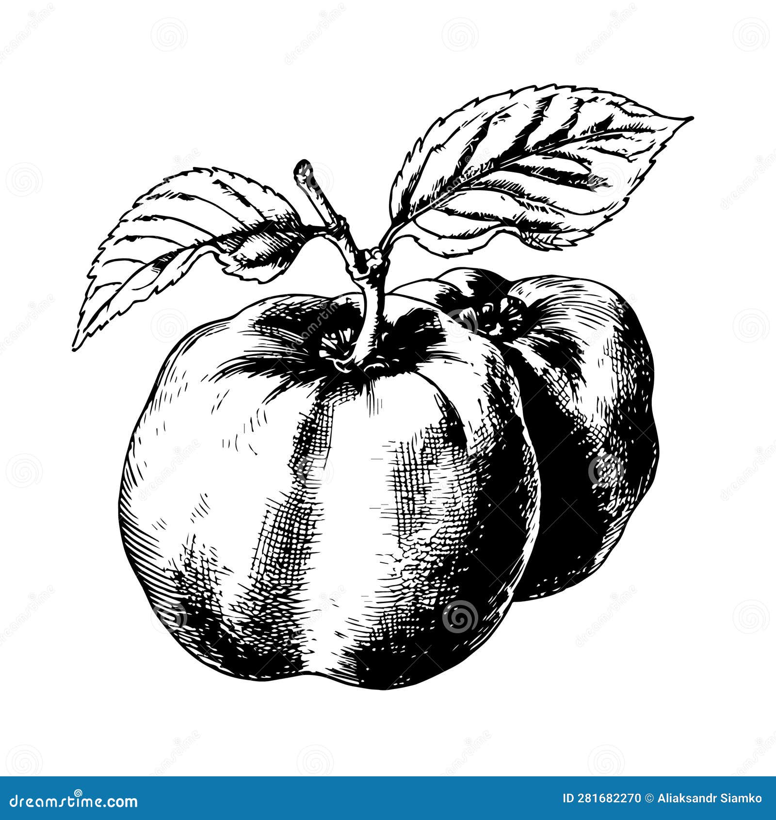 Quince Vector Drawing. Isolated Hand Drawn, Engraved Style Illustration