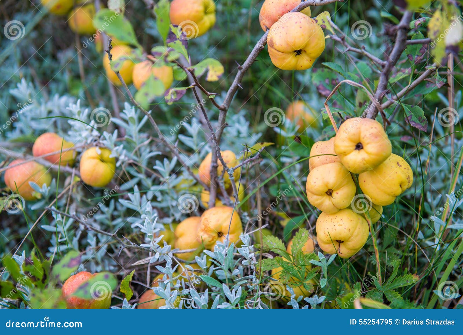 Quinces fruits stock image. Image of harves, tree, autumn 55254795