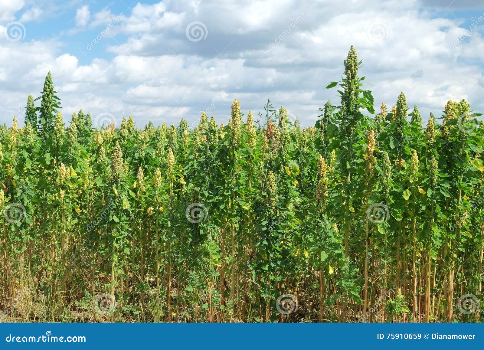 Quinoa Crop stock image. Image of green, chenopdium, food 75910659