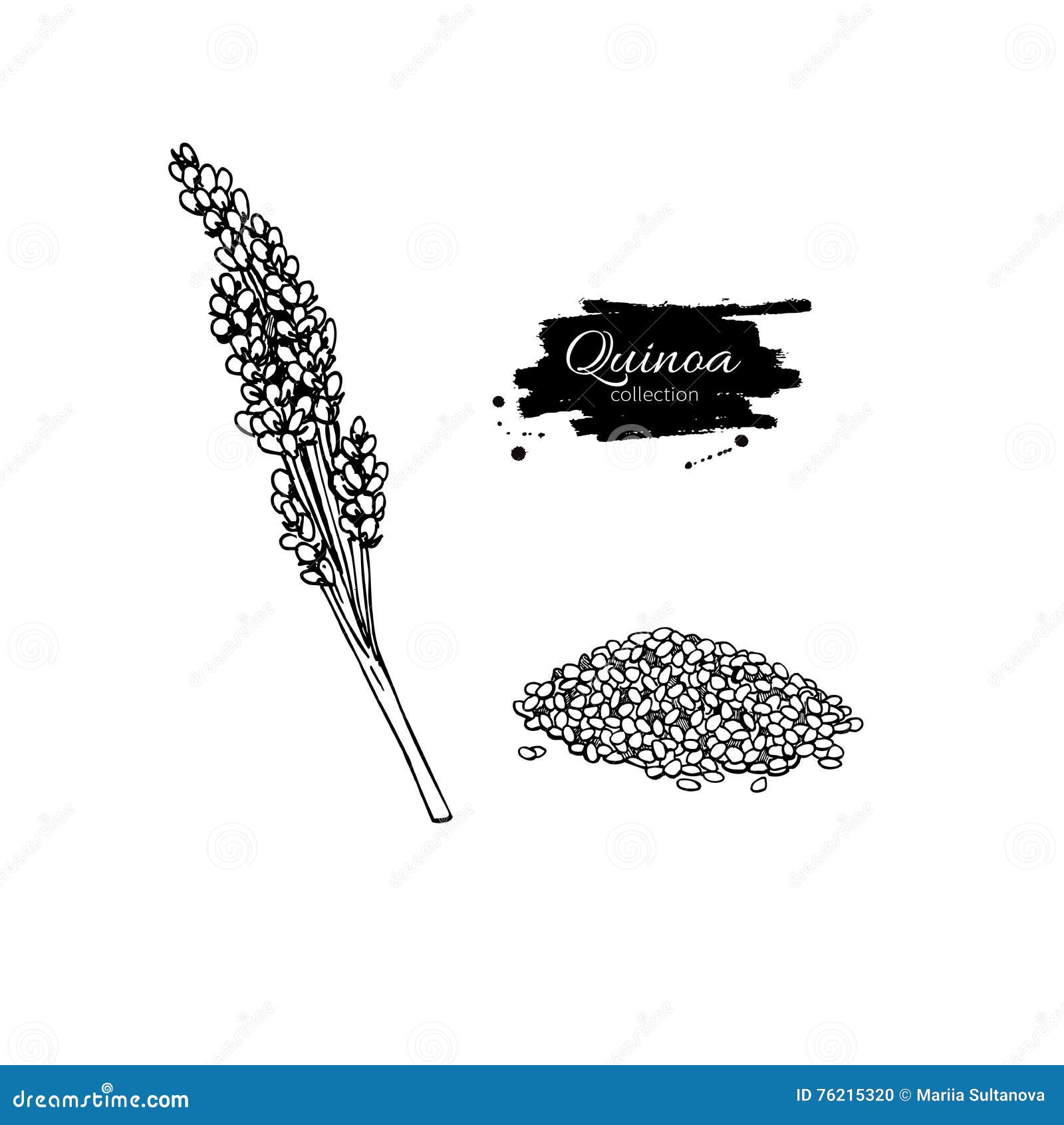 quinoa superfood drawing. hand drawn illustrati