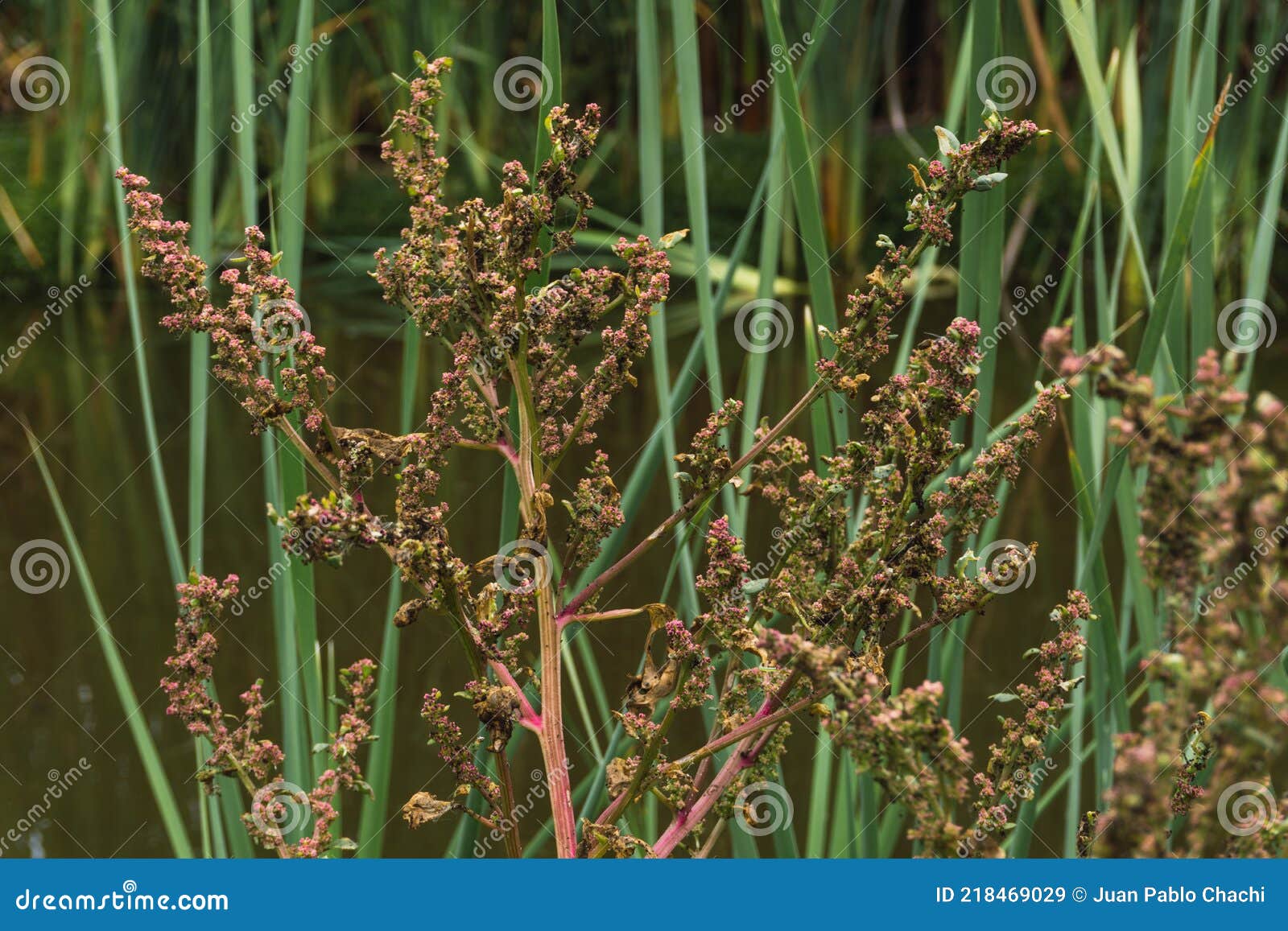 quinua silvestre plant