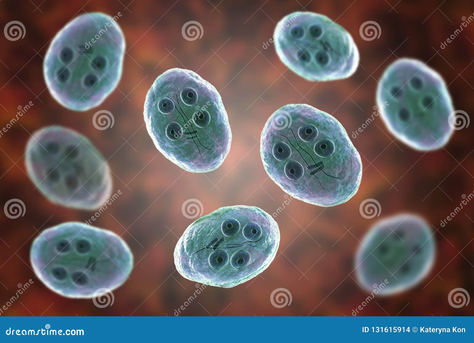 quistes y trofozoitos de giardia duodenalis