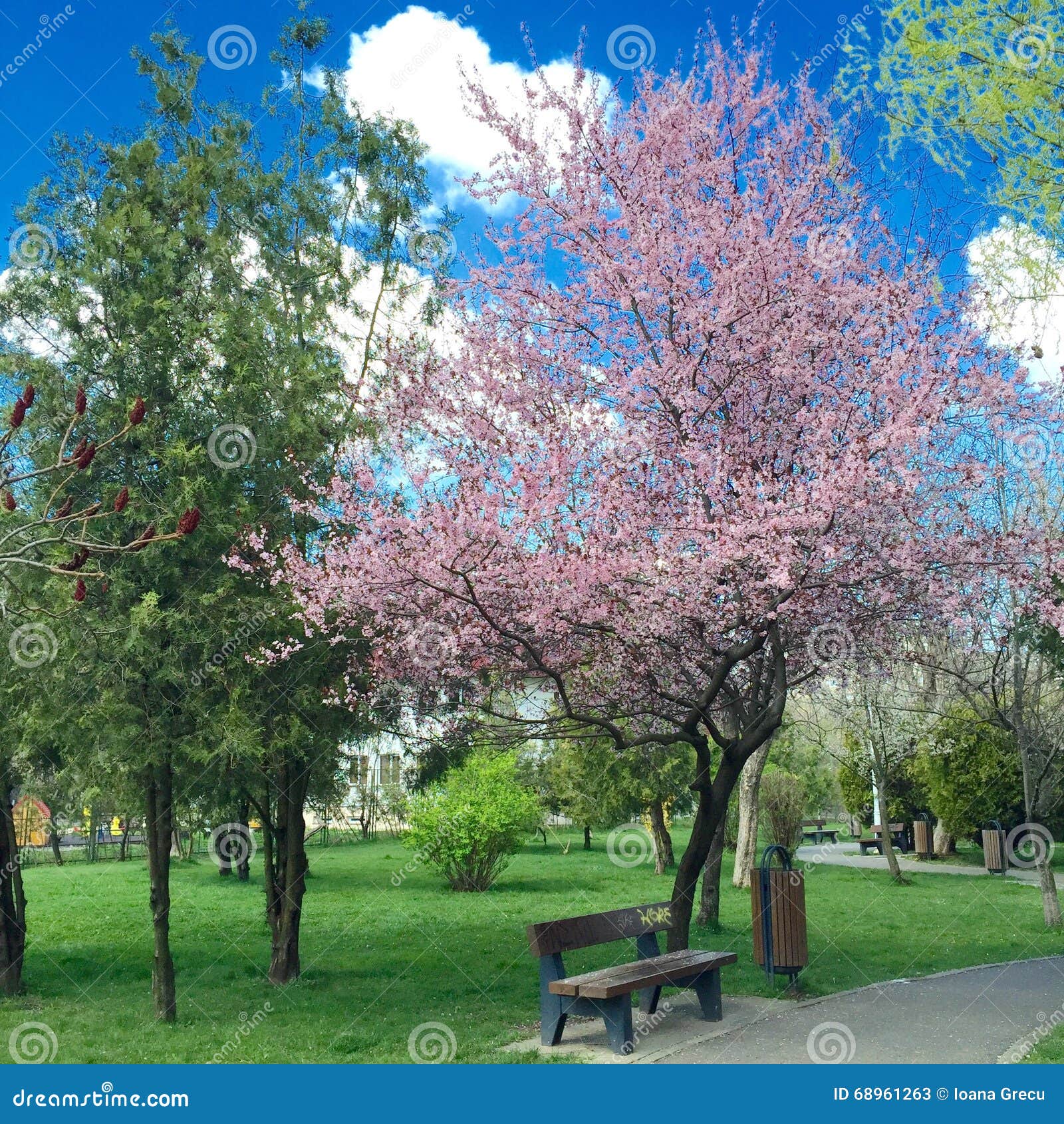 quite park bench under flowering cherry tree