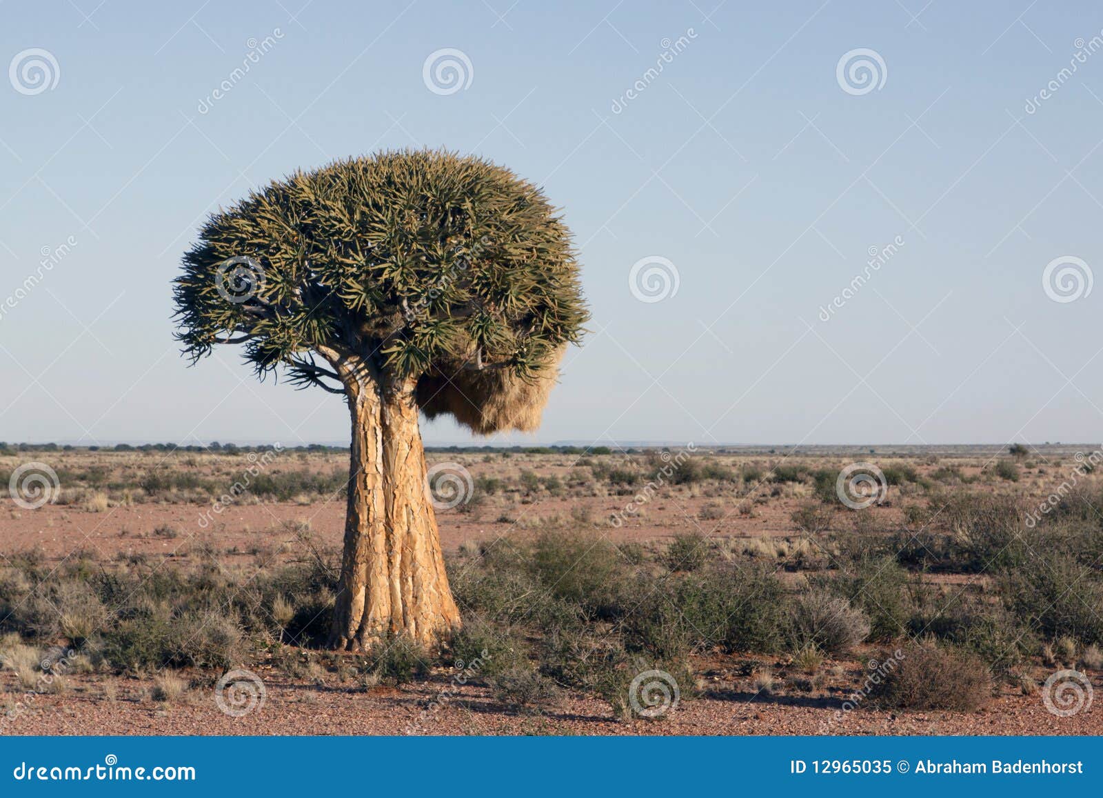 quiver tree scientific name quiver tree scientific name