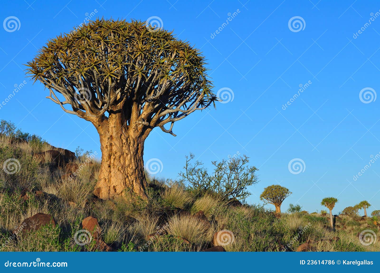 quiver tree. quiver tree.
