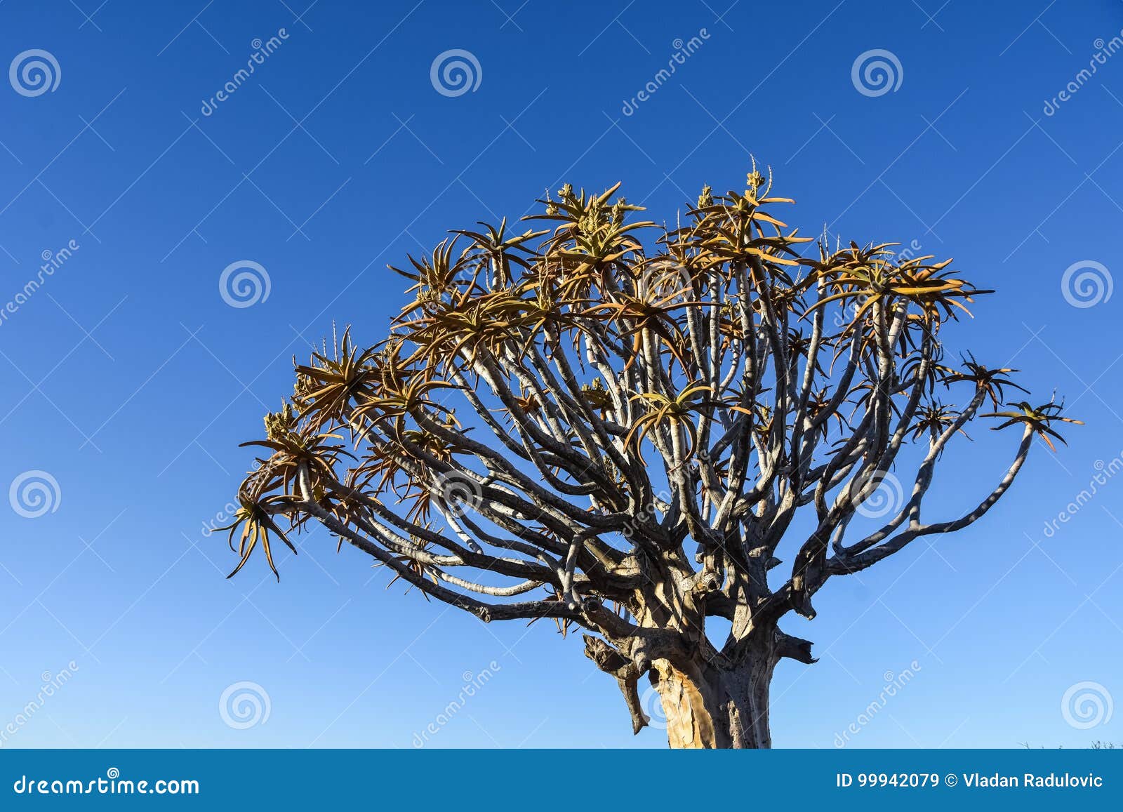 How to Read and Write TIFF Images in Java  CodingTechRoom