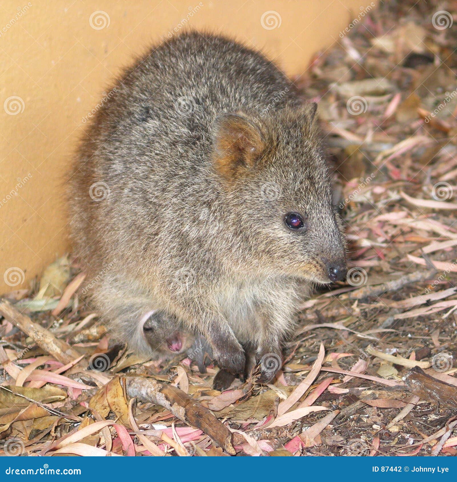 Quokka with Baby stock photo. Image of small, parent, australia 87442