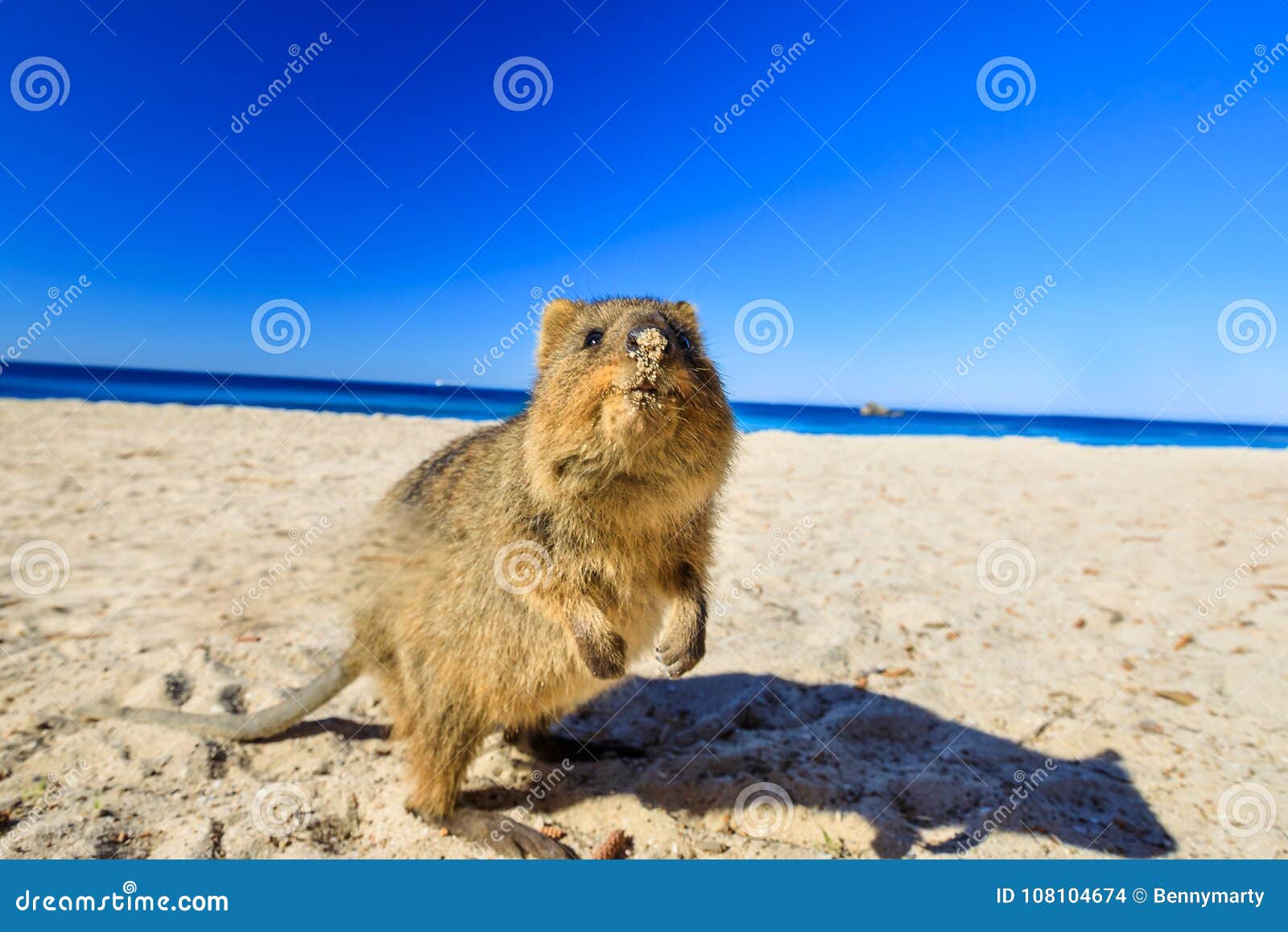Quokka On The Beach RoyaltyFree Stock Image Biology Diagrams