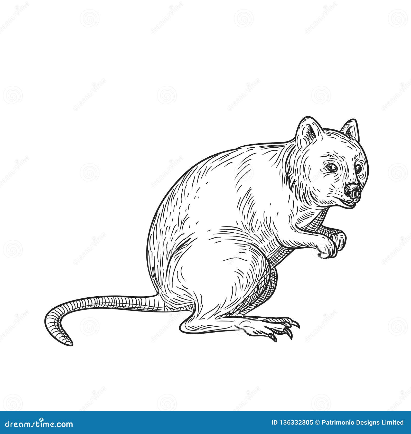 Quokka Drawing Black and White Stock Vector - Illustration of parallel,  drawing: 136332805