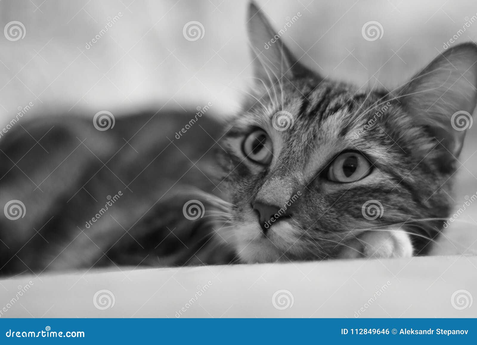 Rever D Une Souris Portrait Se Trouvant Sur Le Lit D Un Chat Domestique Raye Photo Stock Image Du Pelucheux Chevelu Rever D Une Souris Portrait Se Trouvant Sur Le Lit D Un Chat Domestique Raye Photo Stock Image Du Pelucheux Chevelu