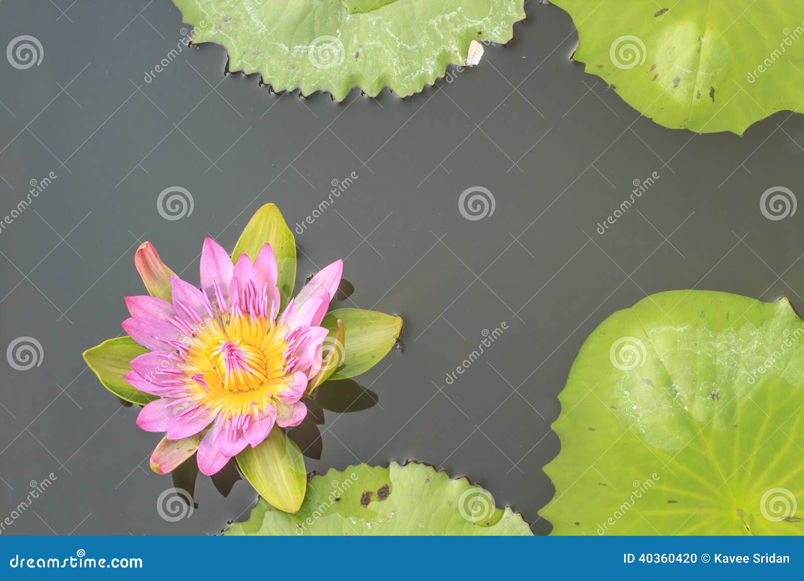 Río Del Verano Con El Lirio De Agua Violeta Flotante En La Hoja Verde Foto  de archivo - Imagen de crezca, mayoritariamente: 40360420