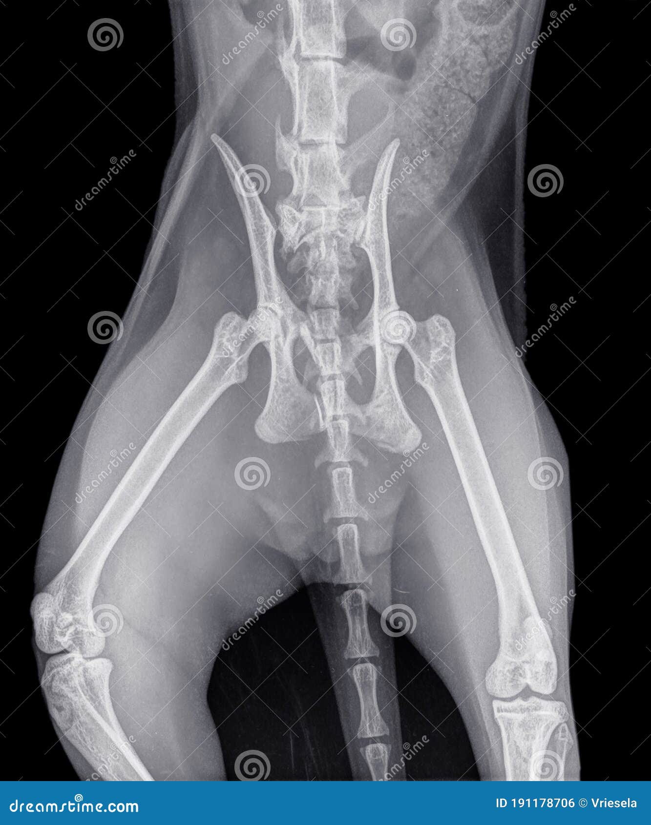 Röntgenaufnahme Einer Katze Mit Einem Bruchteil Der Becken Stockfoto - Bild  von bruch, medizin: 191178706