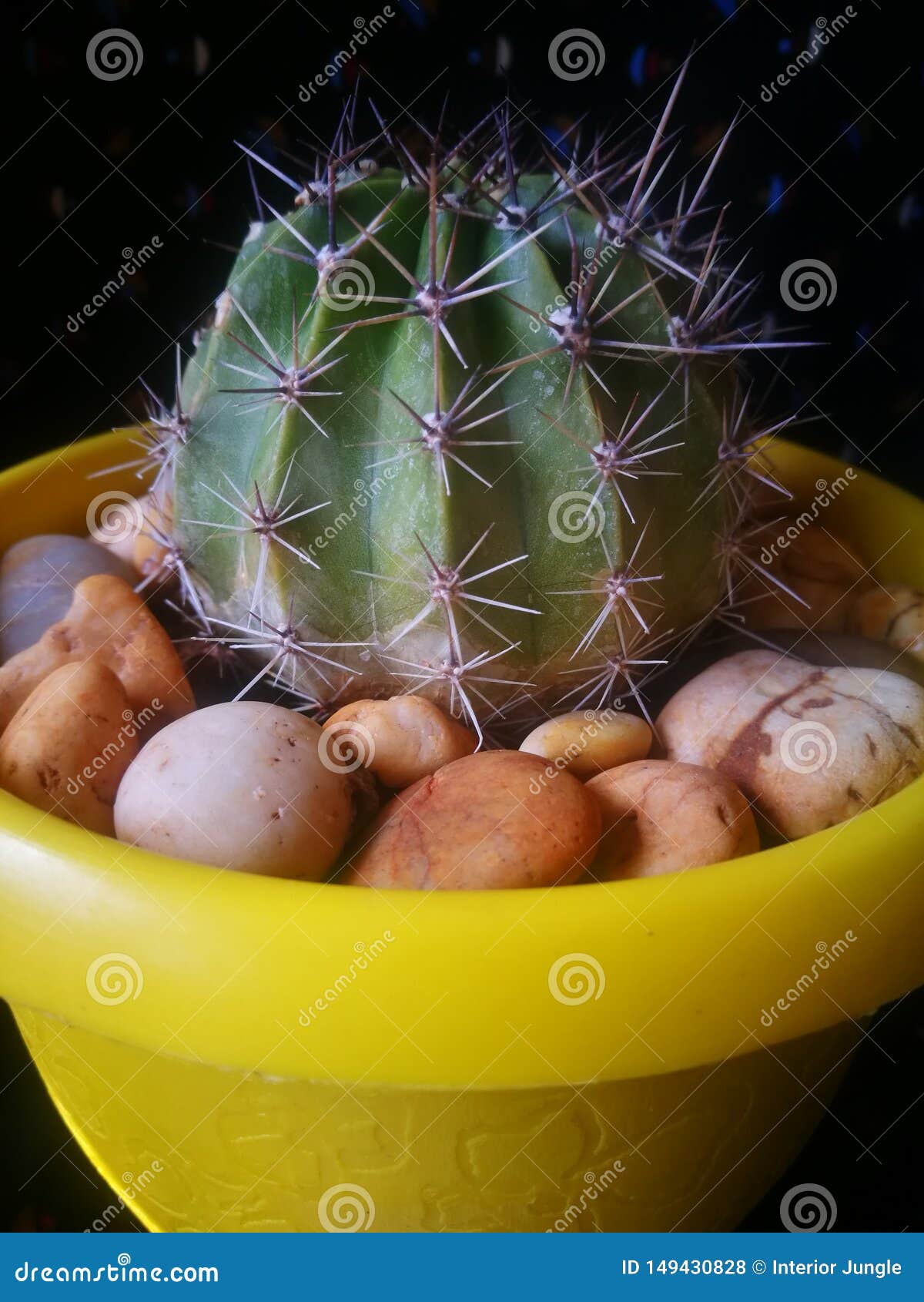 Cactus. Кактус, утес, бак, сад, природа
